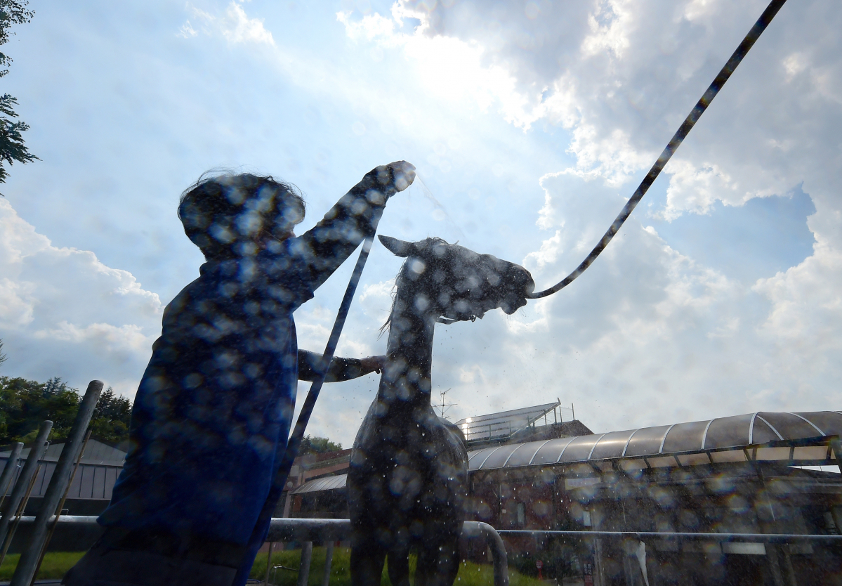 ▲대구 달서구 대덕승마장에서 승마 교관이 말에게 시원한 물을 뿌리며 더위를 식혀주고 있다. (뉴시스)