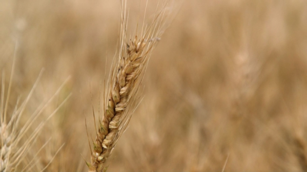 ▲'한국인의 밥상'(사진제공=KBS 1TV)