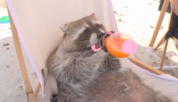 ▲‘TV 동물농장'(사진제공=SBS)