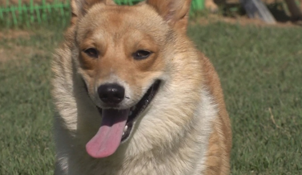 ▲‘TV 동물농장'(사진제공=SBS)