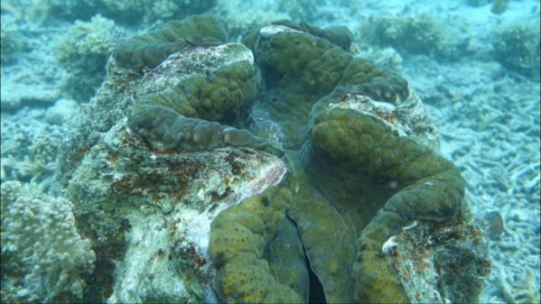 ▲'세계테마기행' 팔라우(사진제공=EBS1)