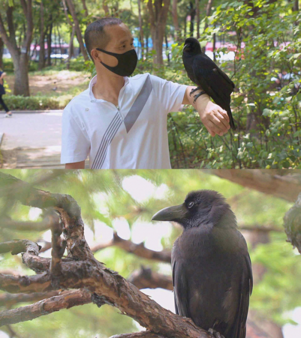 ▲까마귀 까순이(사진제공=SBS)