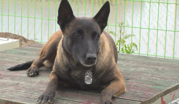 ▲'TV동물농장'(사진제공=SBS)