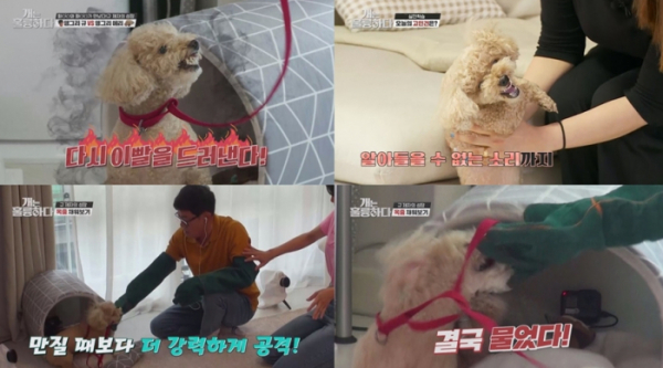 ▲‘개는 훌륭하다’(사진제공=KBS 2TV)