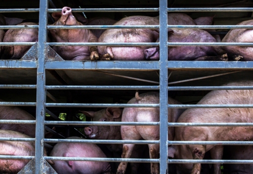 ▲멕시코 유카탄주의 한 돼지 농장에서 돼지들이 트럭에 실려 있다. 유카탄/AFP연합뉴스
