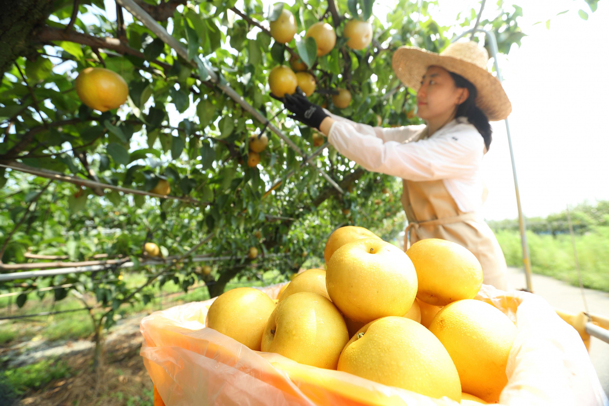 ▲농촌진흥청 국립원예특작과학원 배연구소 시험 재배지에서 연구소 직원이 국산 배 '신화' 품종을 수확하고 있다.  (뉴시스)