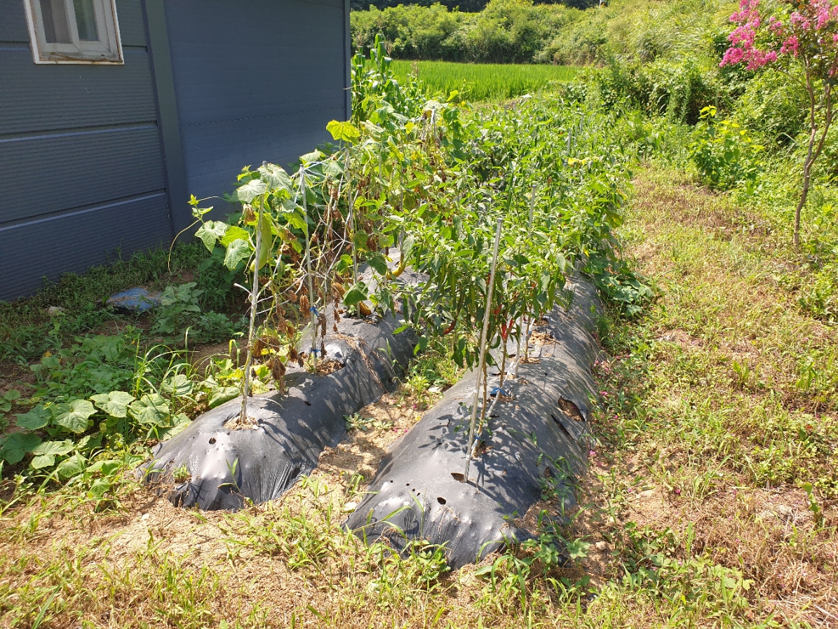 ▲제2공장 앞에는 자체 제작한 농업용 폐비닐을 직접 토양에 묻어 생분해 실험을 진행하고 있다. (심민규 기자 wildboar@)