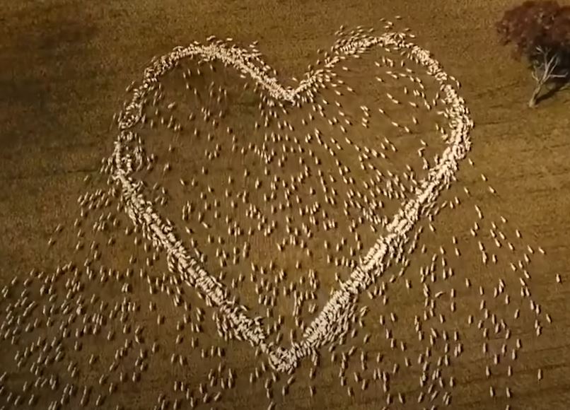 ▲호주의 농부 벤 잭슨이 이모를 기리기 위해 양 떼로 그린 하트. (유튜브 채널 Guardian News 영상 캡처)