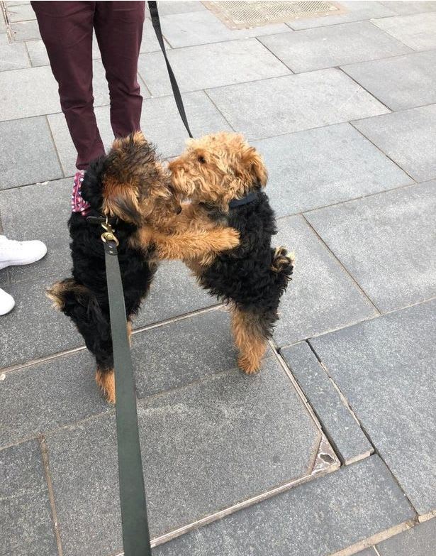 ▲길에서 만난 강아지를 안아주는 덕 (Teamdogs 캡처)