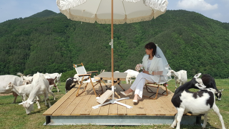 (출처=네이버 '몽토랑 산양목장' 업체제공사진)