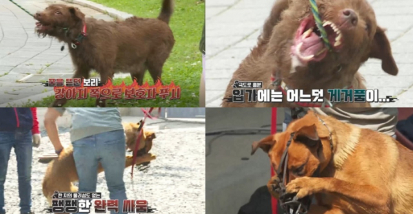 ▲‘개는 훌륭하다’‘개는 훌륭하다’(사진제공=KBS 2TV)