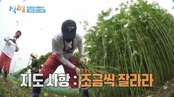 ▲대마 줄기 수확 (사진=KBS2 '1박 2일 시즌4' 방송화면 캡처)