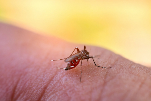 Scientists Develop Genetically Engineered Mosquitoes That Would Be Infertile