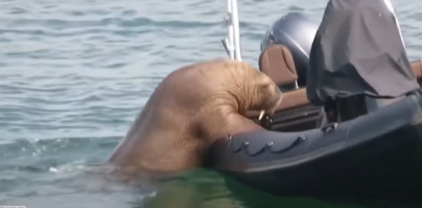 ▲아일랜드에서 발견된 바다코끼리 월리가 정박된 보트에 올라타고 있다. (유튜브 채널 Inside Edition 영상 캡처)