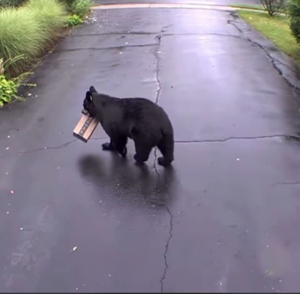 ▲소포를 물고 걸어가는 흑곰의 모습이 촬영됐다. (페이스북( NBC Connecticut) 캡처)
