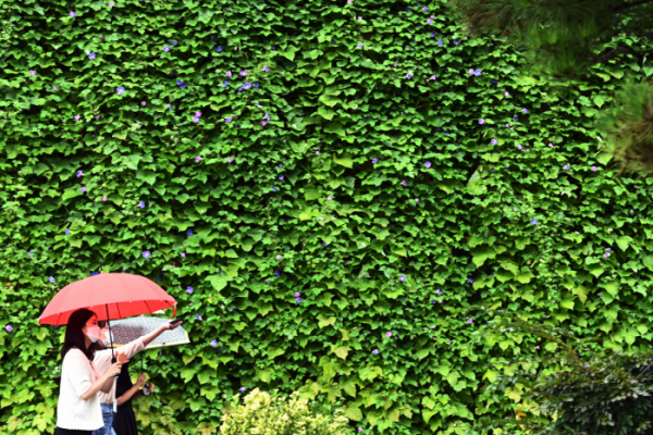 ▲가을장마에 경기도 수원시청에서 시민들이 우산을 쓰고 그린월 앞을 지나가고 있다.  (뉴시스)