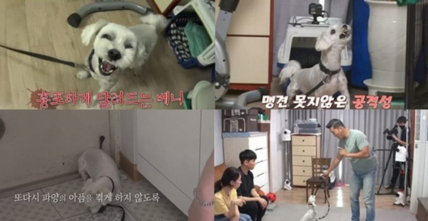 ¡ã¡®°³´Â ÈǸ¢ÇÏ´Ù¡¯(»çÁøÁ¦°ø=KBS 2TV)