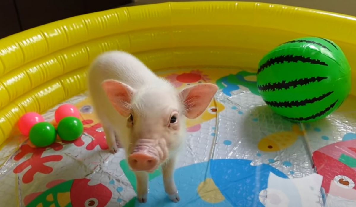 (유튜브 채널 '100일 후에 먹히는 돼지' 영상 캡처)