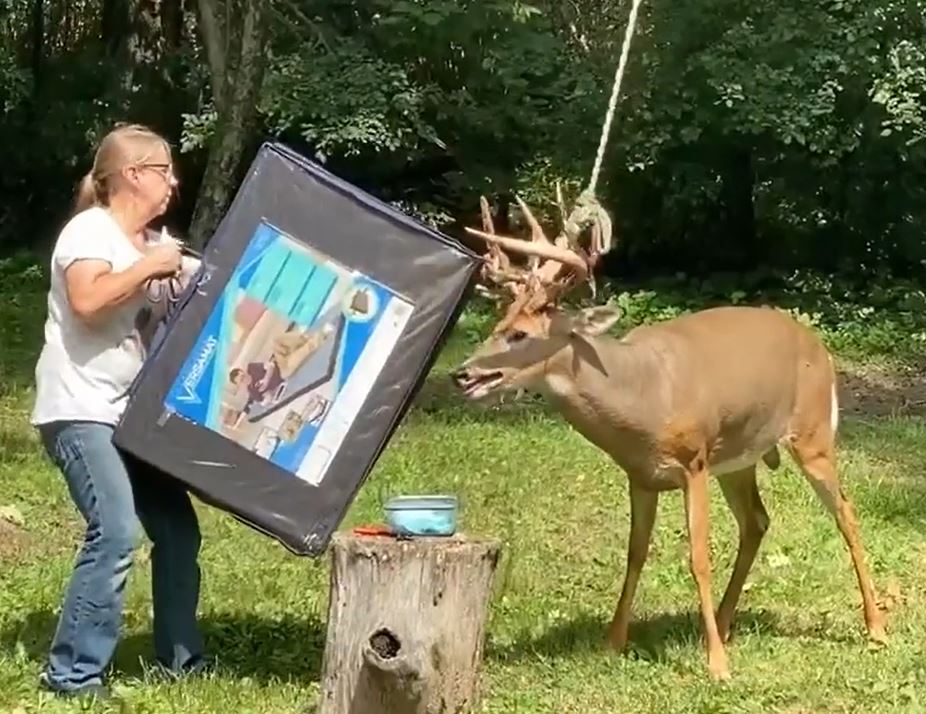 ▲밧줄 그네에 뿔이 엉킨 사슴을 구조하는 영상 (Flint Creek Wildlife Rehabilitation SNS 캡처)