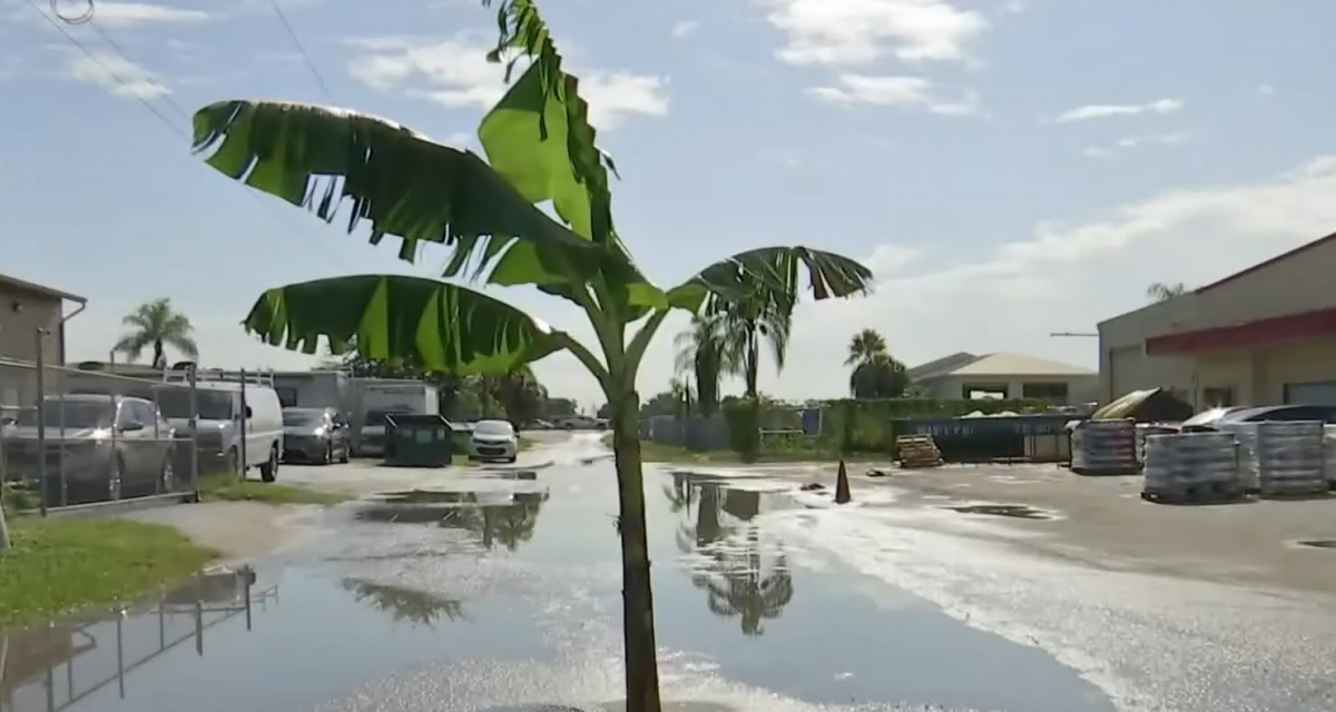 ▲바나나가 심긴 상태인 포장도로. 지역 당국은 개인 소유 도로이므로 보수 의무가 없다는 입장이다. (유튜브 채널 WKMG News 6 ClickOrlando 영상 캡처)