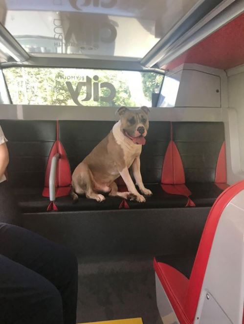 ▲주인 없이 버스에 올라 탄 강아지 패치 (페이스북(Plymouth Citybus) 캡처)