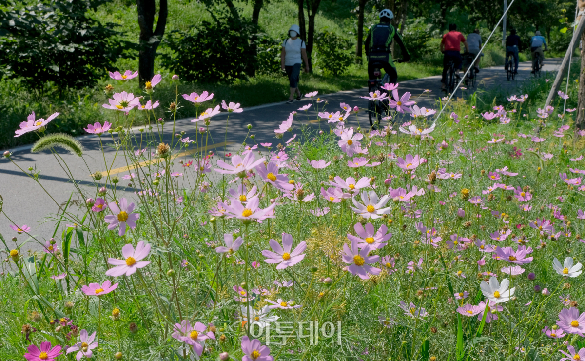 ▲서울 구로구 도림천변에 핀 코스모스 곁에서 시민들이 자전거를 타고 있다.  (신태현 기자 holjjak@)