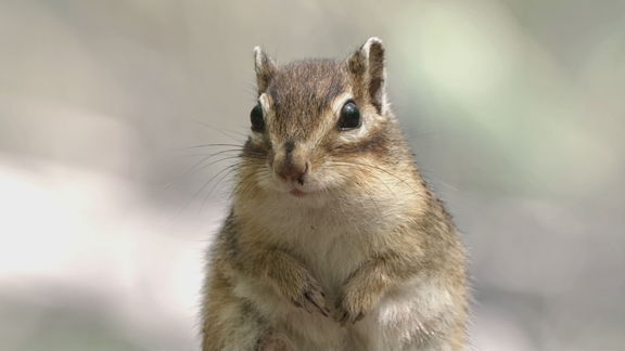 ▲'THE람쥐(더람쥐)' 스틸컷(사진제공=SBS)