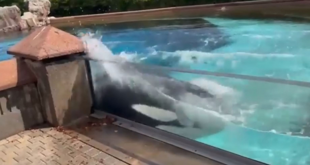 (출처=Phil Demers 트위터 캡처)