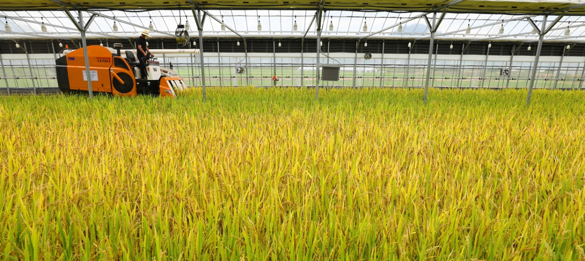▲경기도 이천시 호법면 한 비닐하우스 논에서 농민이 콤바인을 이용해 벼를 수확하고 있다. (뉴시스)