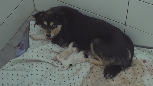 ▲'TV 동물농장'(사진제공=SBS)