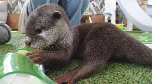 ▲'TV 동물농장'(사진제공=SBS)