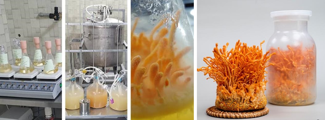 ▲모이식품의 종균배양실과 동충하초 생채. (자료제공=농림축산식품부)