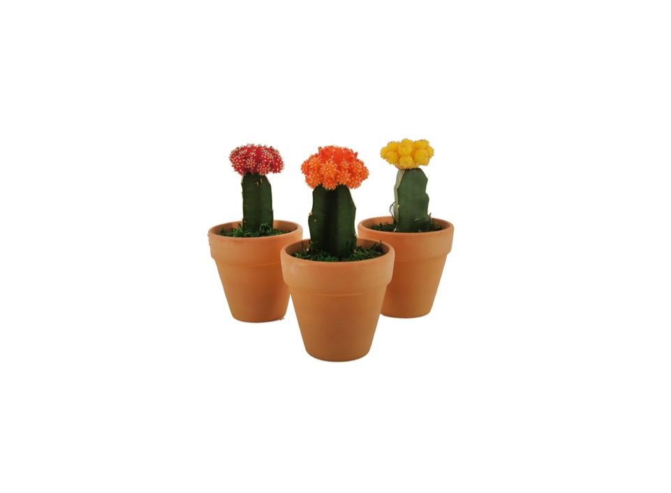 (사진제공=롯데쇼핑)