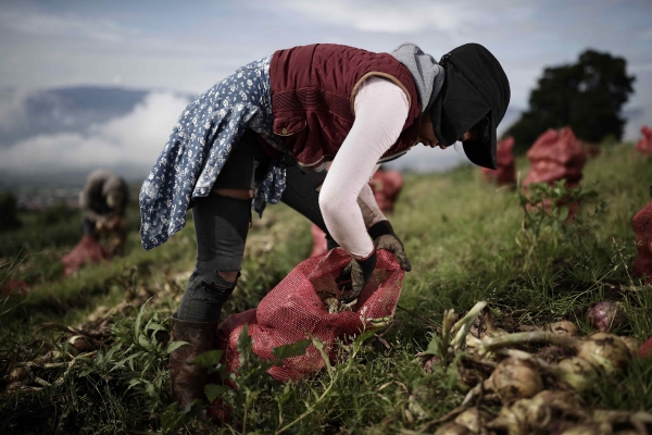 ▲코스타리카 카르타고에서 지난달 31일 한 농부가 양파를 수확하고 있다. 카르타고/EPA연합뉴스
