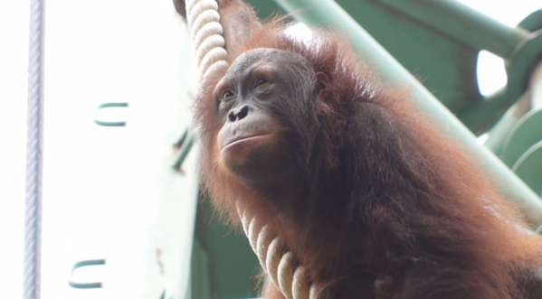 ▲'TV 동물농장'(사진제공=SBS)