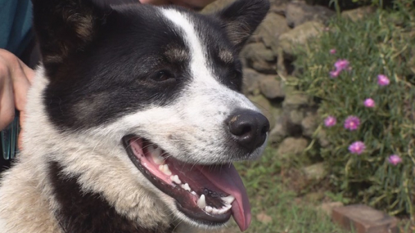 ▲'TV 동물농장'(사진제공=SBS)