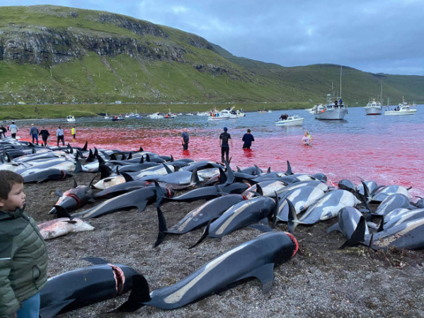 ▲덴마크령 페로제도의 이스터로이섬 해변이 12일 돌고래 사체로 가득한 가운데 앞바다가 붉은 피로 물들어 있다. 이스터로이/AP연합뉴스