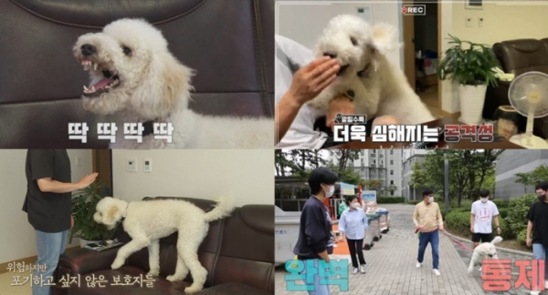 ▲'개는훌륭하다'(사진제공=KBS 2TV)