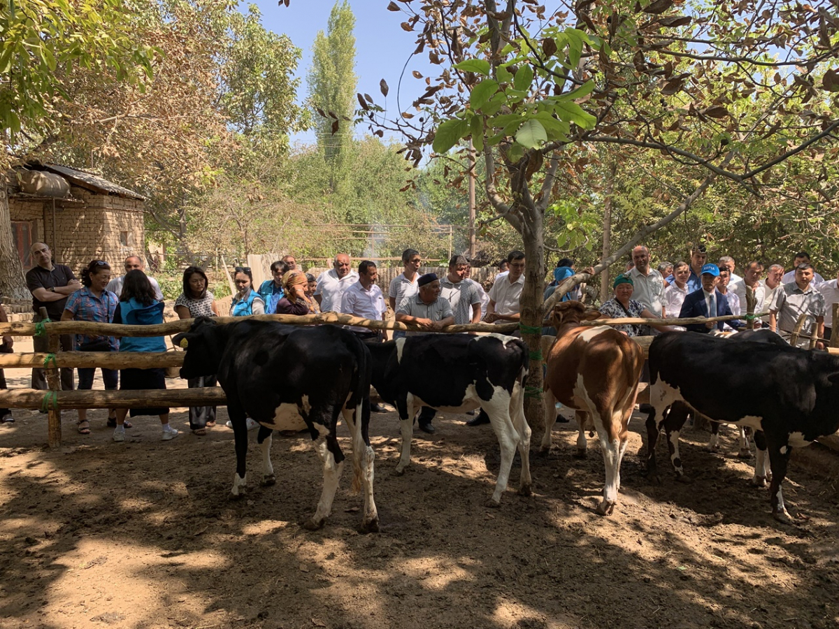 ▲해외농업기술개발(KOPIA) 센터의 우즈베키스탄 축산시범마을 현장평가회. (사진제공=농촌진흥청)