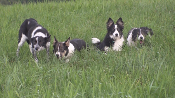 ▲'TV동물농장'(사진제공=SBS)