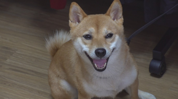 ▲'TV동물농장'(사진제공=SBS)