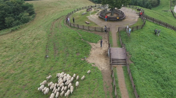 ▲'TV동물농장'(사진제공=SBS)