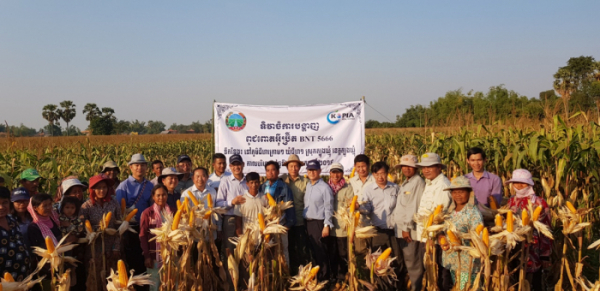 ▲해외농업기술개발(KOPIA) 센터가 캄보디아에서 개발한 옥수수 신품종. (사진제공=농촌진흥청)