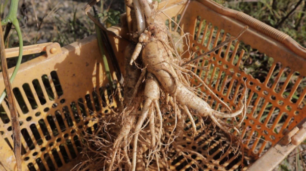 ▲‘관찰카메라 24’ (사진제공=채널A)