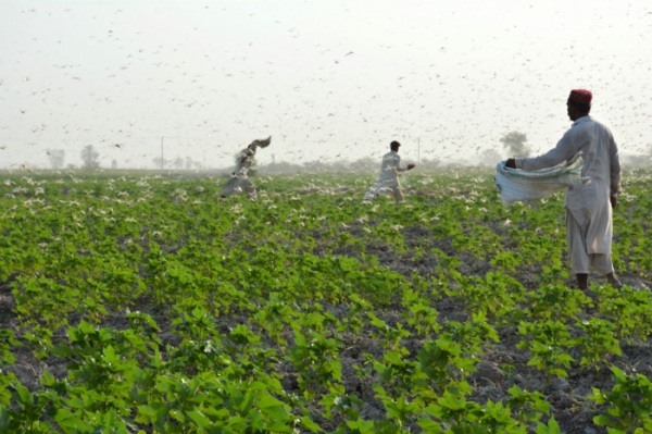 ▲파키스탄 수쿠르 외곽에서 농부들이 몰려든 메뚜기 떼를 쫓고 있다.  (신화/뉴시스)