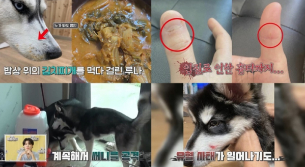 ▲‘개는 훌륭하다’(사진제공=KBS 2TV)