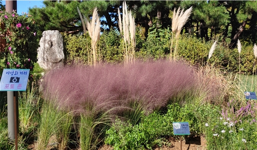 ▲영등포공원 야생화거리 포토존 (사진제공=영등포구)