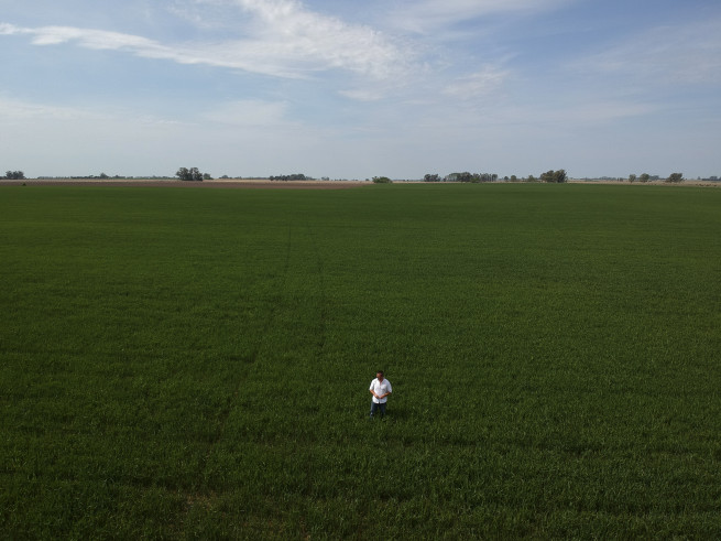 ▲아르헨티나 페르가미노 외곽에서 한 농부가 자신의 밀밭 한 가운데 서 있다. 페르가미노/AP뉴시스