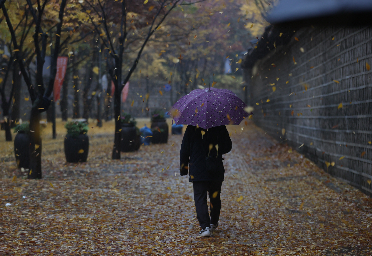 ▲(연합뉴스) 전국적으로 바람을 동반한 강한 비가 내린 8일 오전 서울 덕수궁 돌담길에서 바람에 은행나무잎이 떨어지고 있다.
