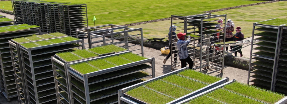 ▲농민들이 육묘장에서 싹 틔우기 작업이 끝난 모판을 못자리로 옮기는 작업을 하고 있다. (뉴시스)
